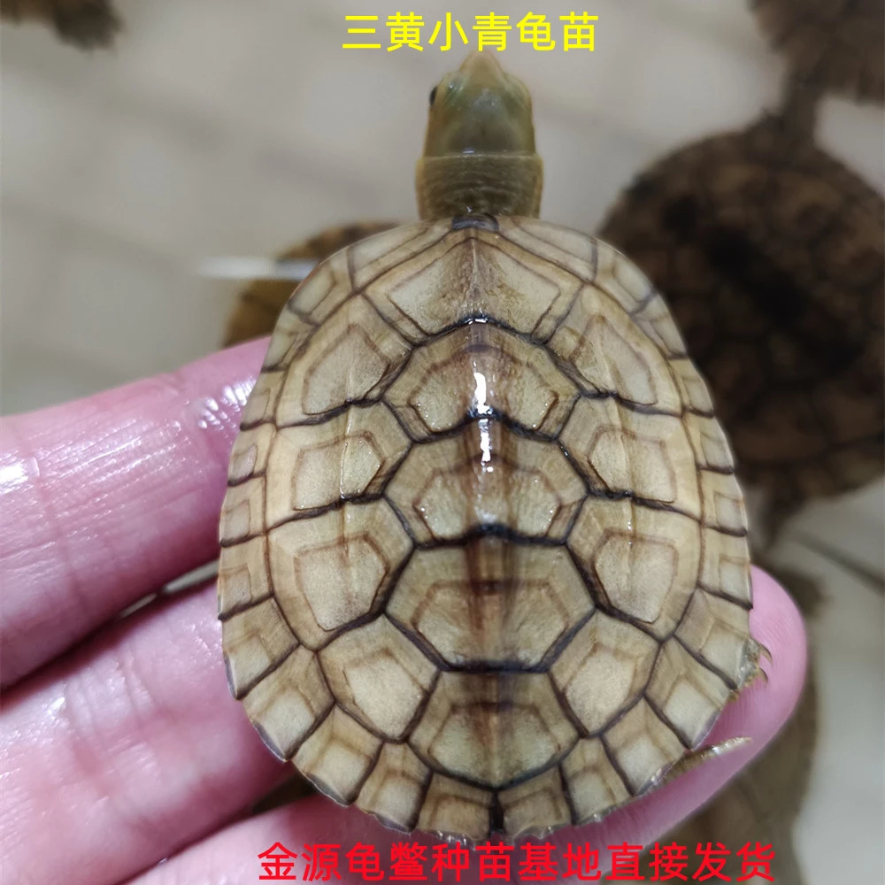 2025小青（三黄）龟苗（免费配送龟粮和养殖技术手册）