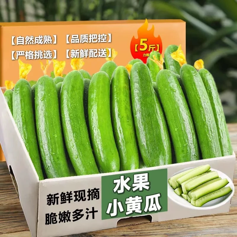 青瓜【现摘现发】新鲜水果小黄瓜农家当天清晨采摘脆嫩爆汁自然成熟