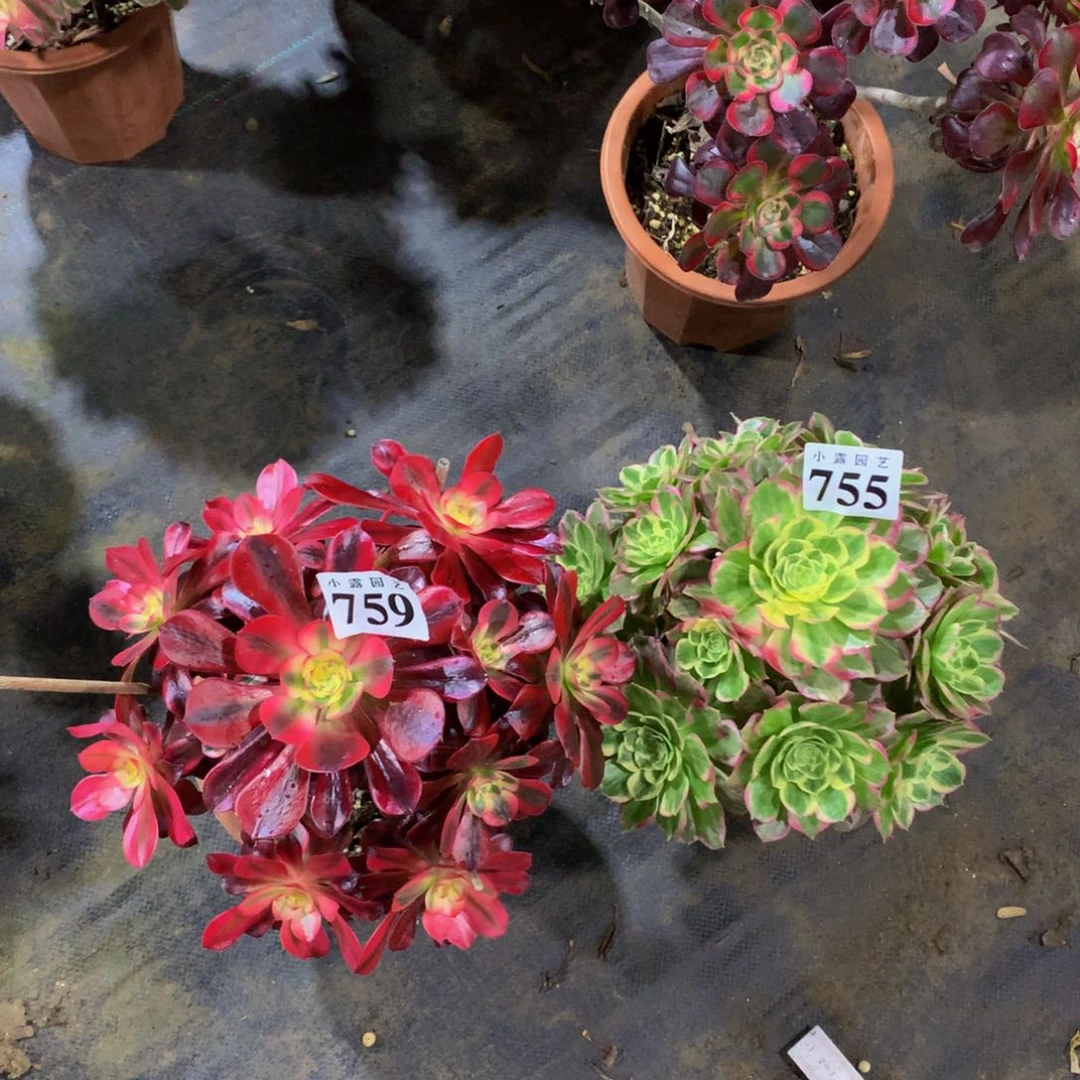 多肉植物755.759美杜莎水蜜桃8888