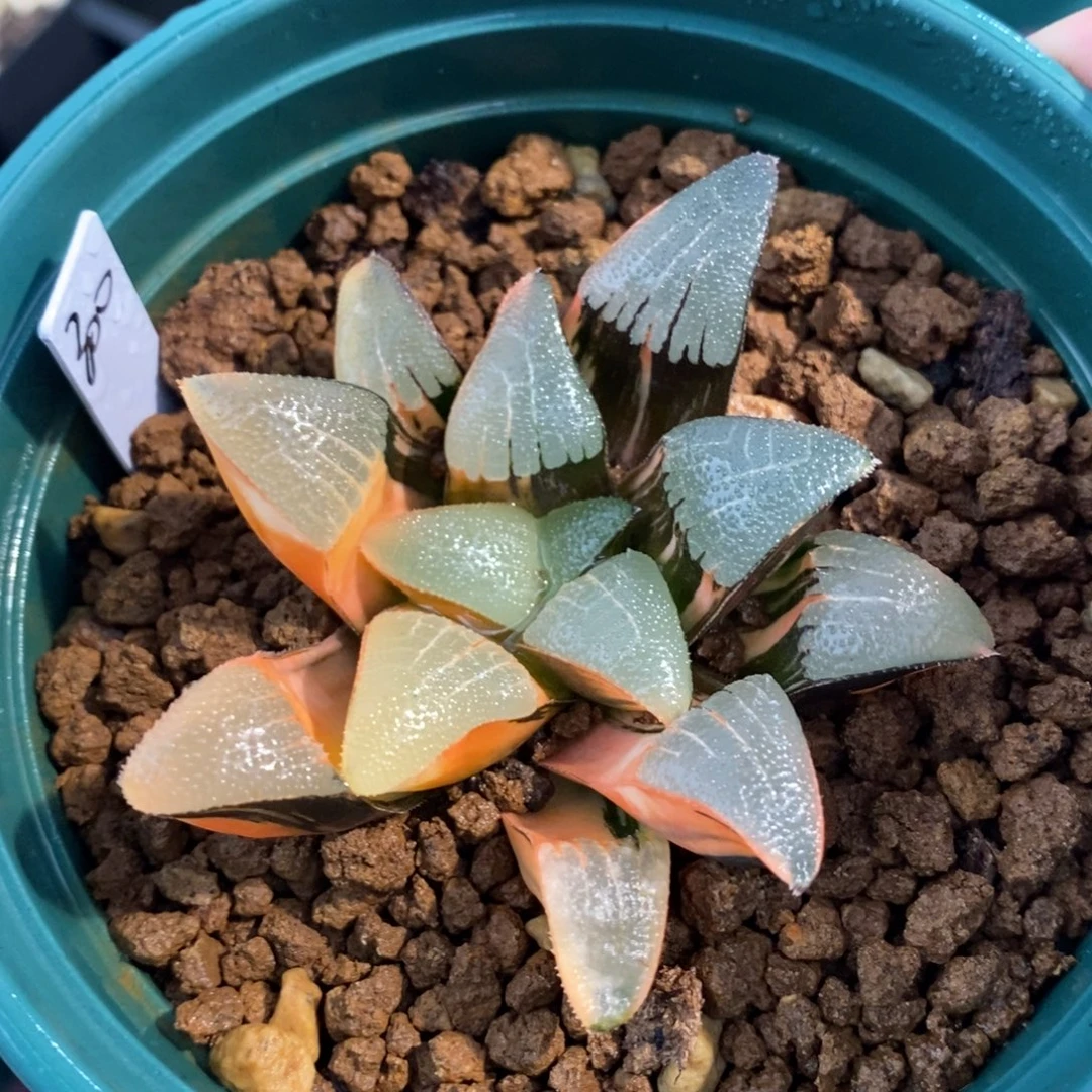一颗实生大克锦