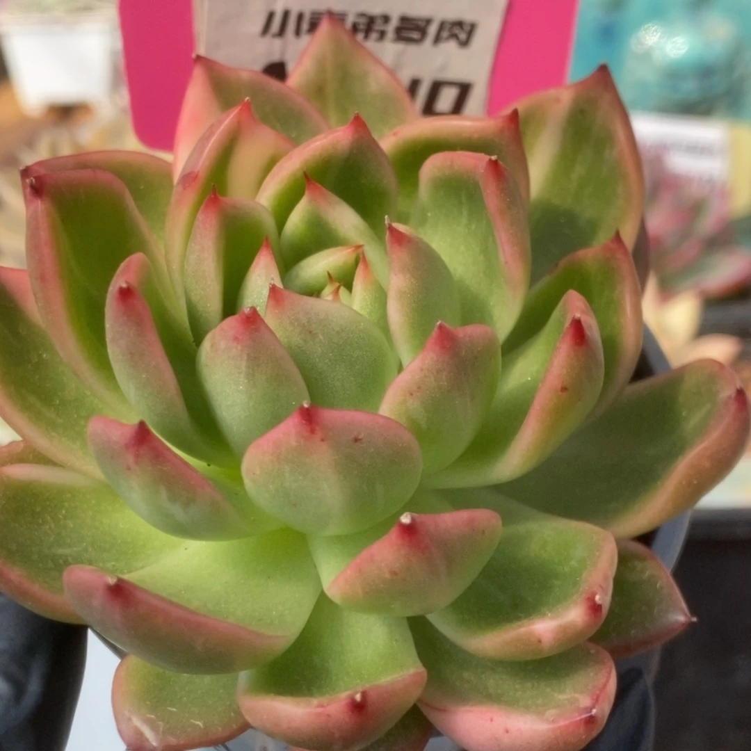 740卡利斯托锦锦锦锦锦