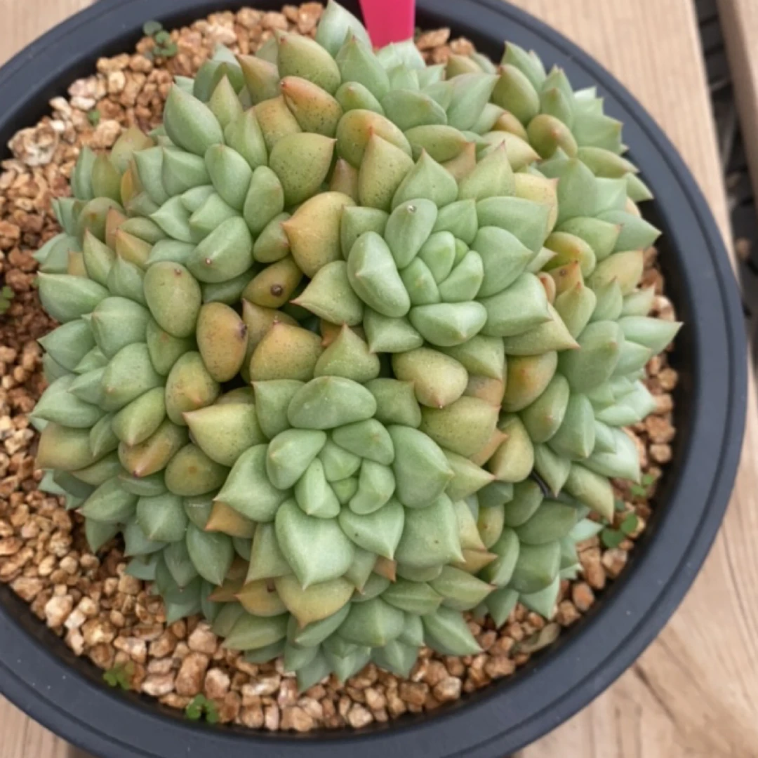 好养活的室内桌面盆栽多肉植物适合新手养殖