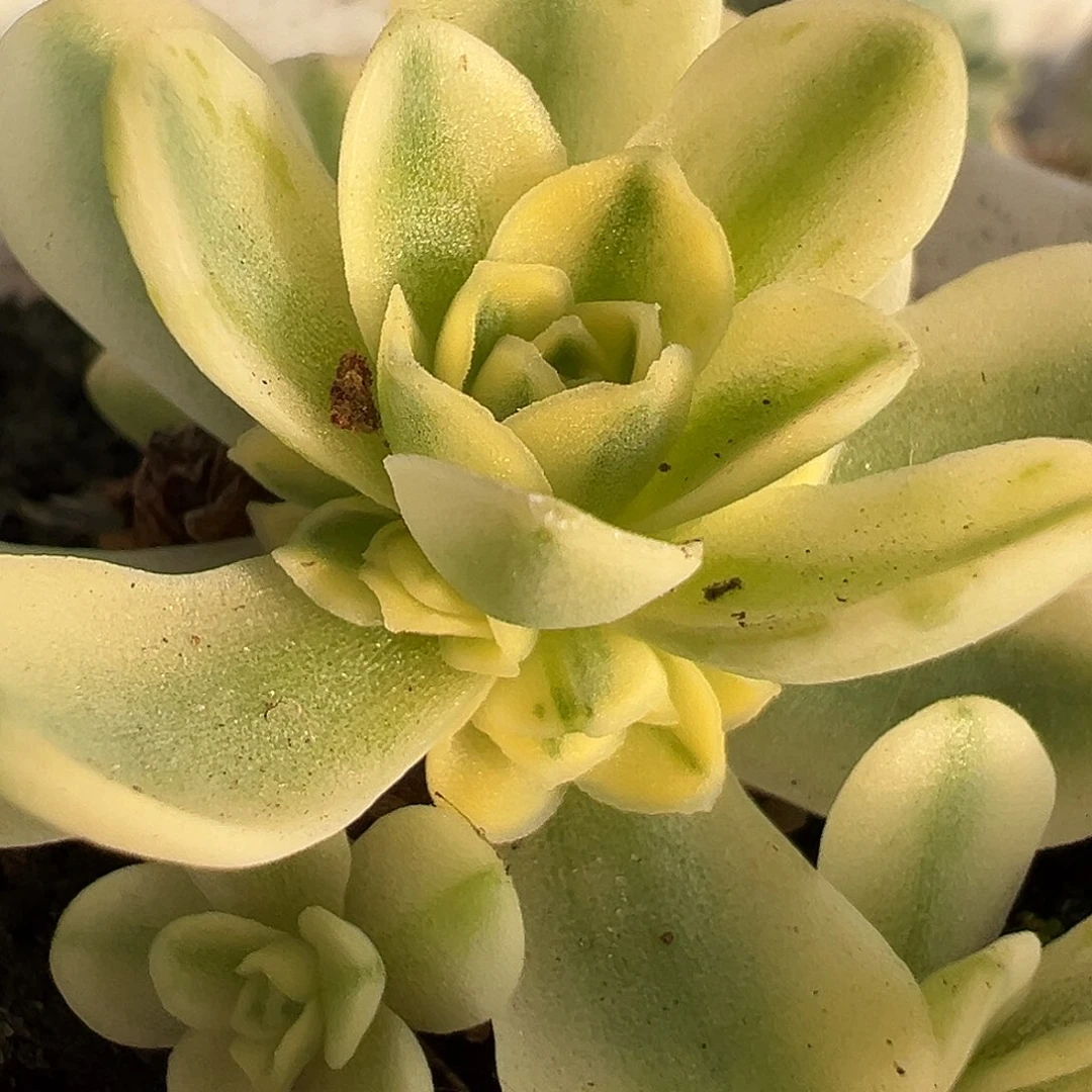 山地玫瑰锦开心1214号