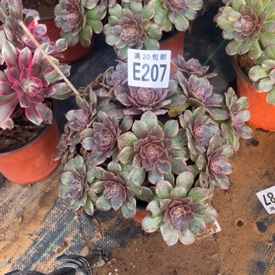 207半夏不包断枝