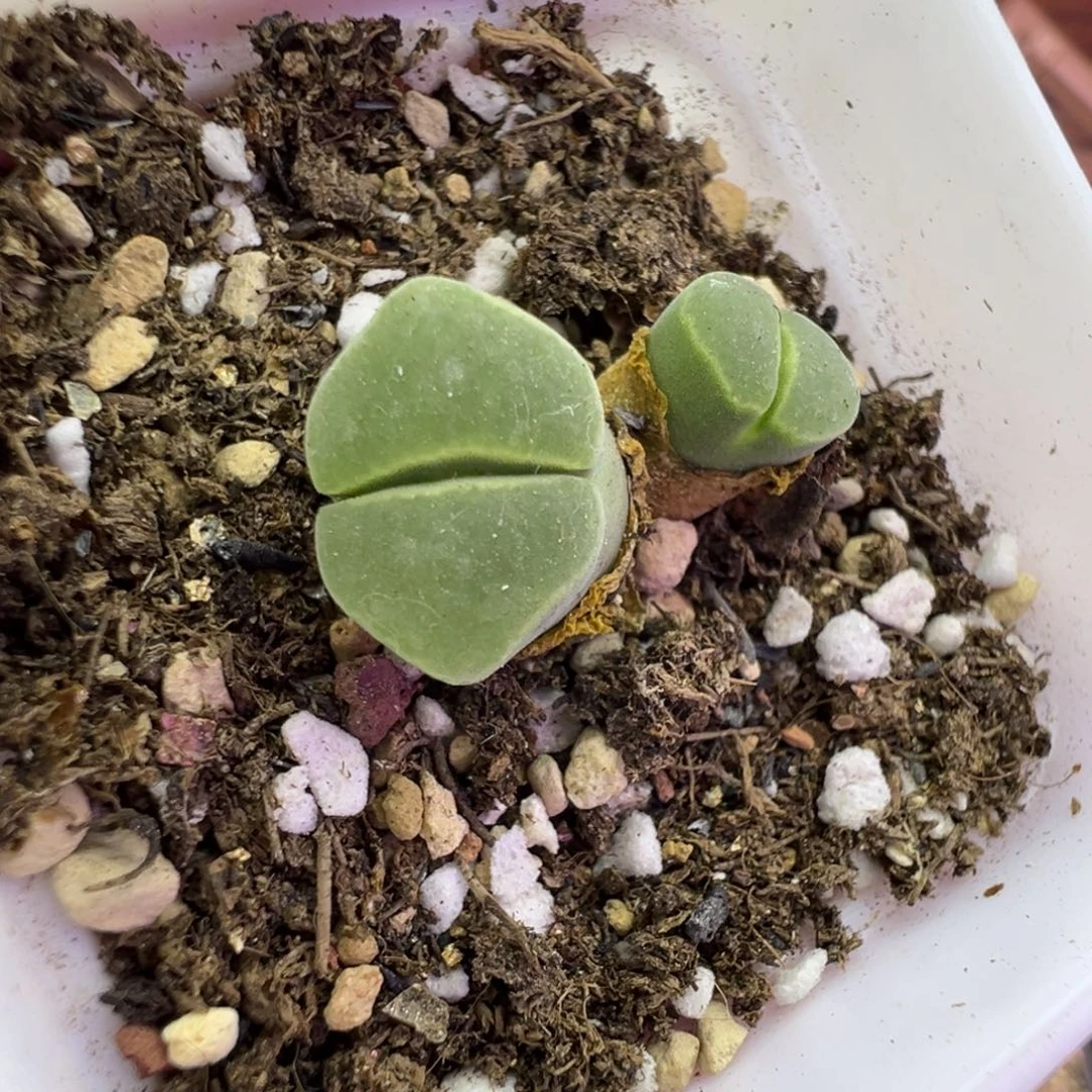 154号极窗福利特。。。。。。。