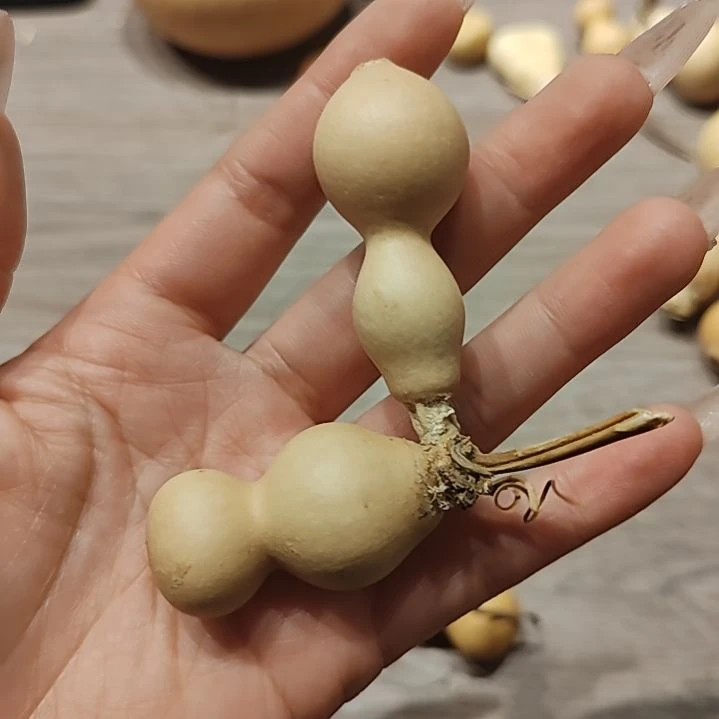 今*缘葫芦葫芦葫芦葫芦