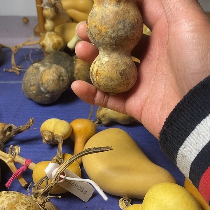 葫芦青皮花皮莲花头手把