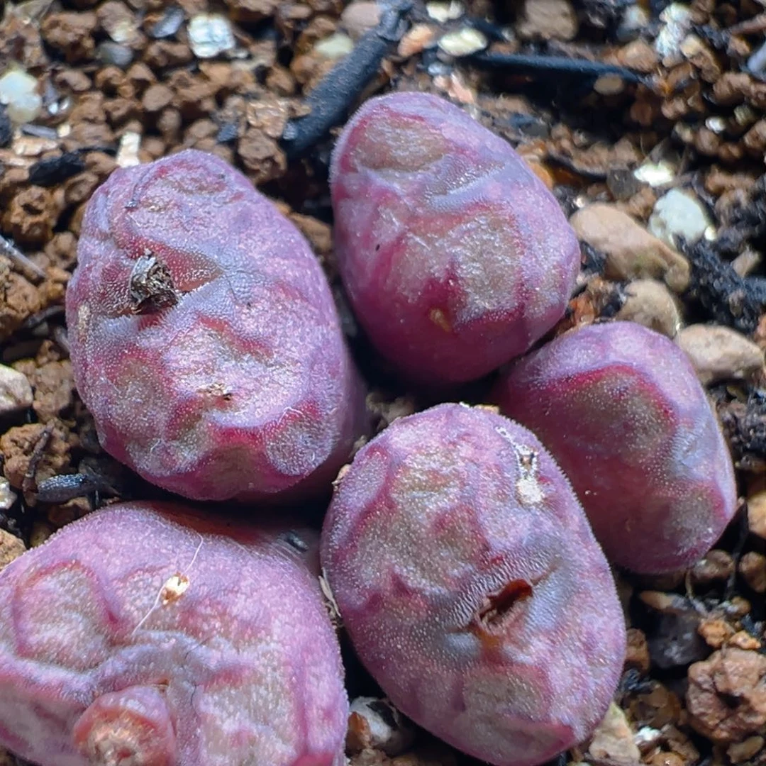 44多肉植物百科知识