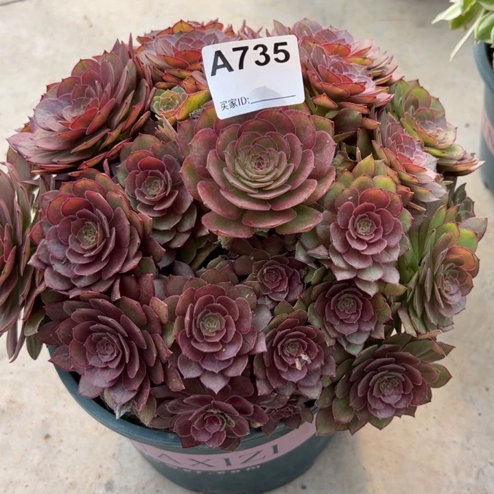 735红魔多肉23厘米左右