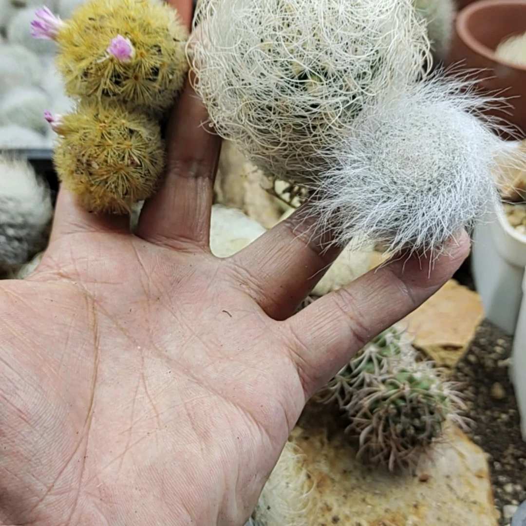 直播间商品一物一图