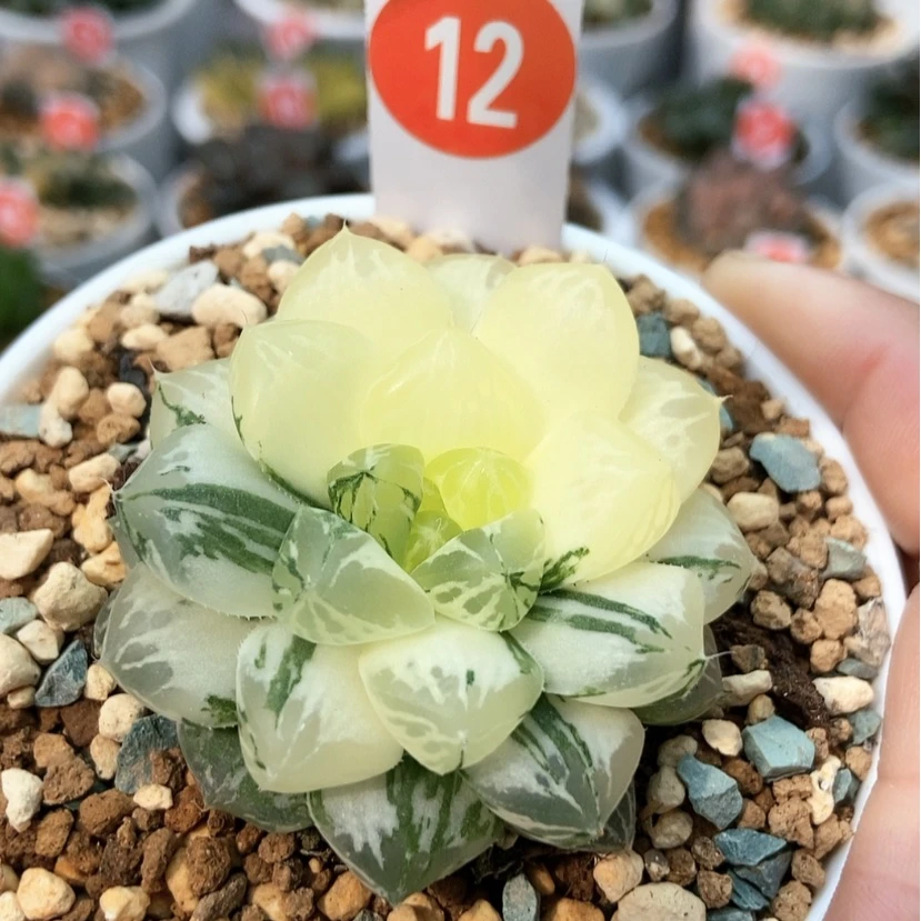 【闪购商品】12玛琳锦