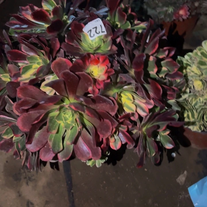 722金丝雀多肉植物不售后