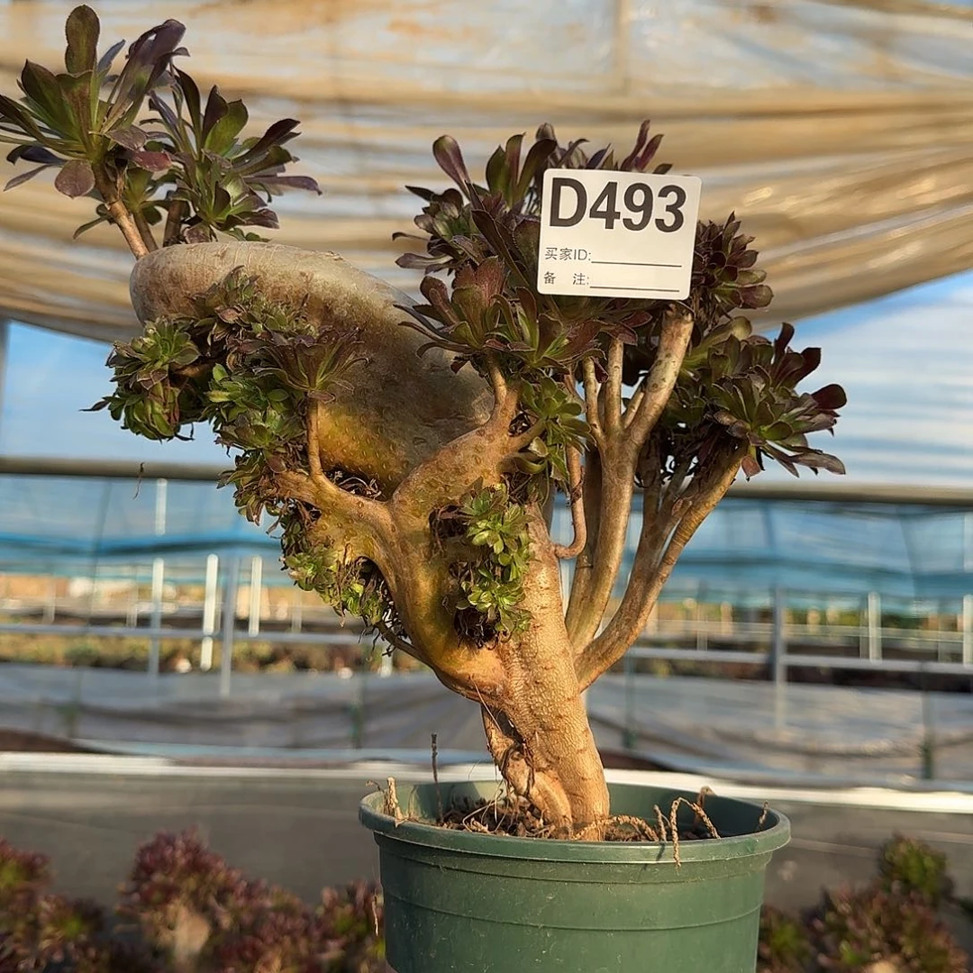 493黑法师一颗呀呀