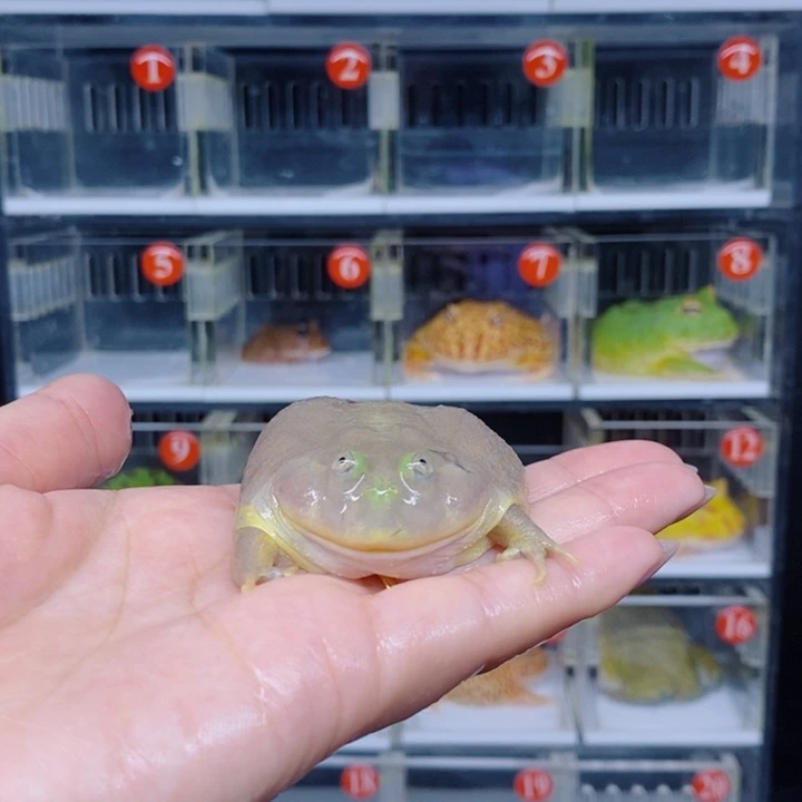 角蛙恭喜发财大吉大利