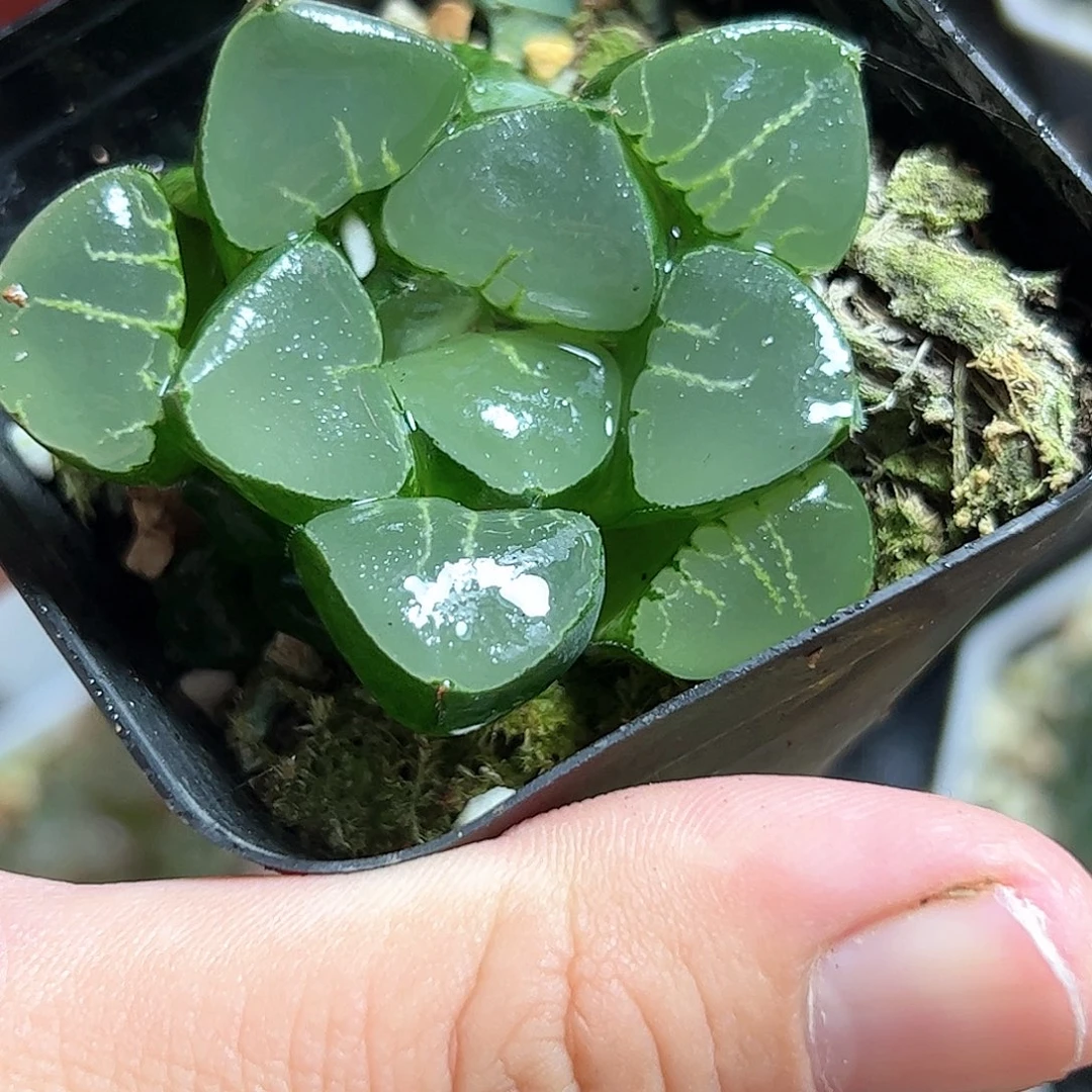 极翠十二卷十二十二