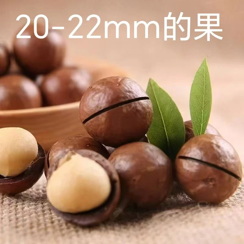 单果20-22mm年货夏威夷果夏威夷果仁原味奶香味果干坚果饱满零食