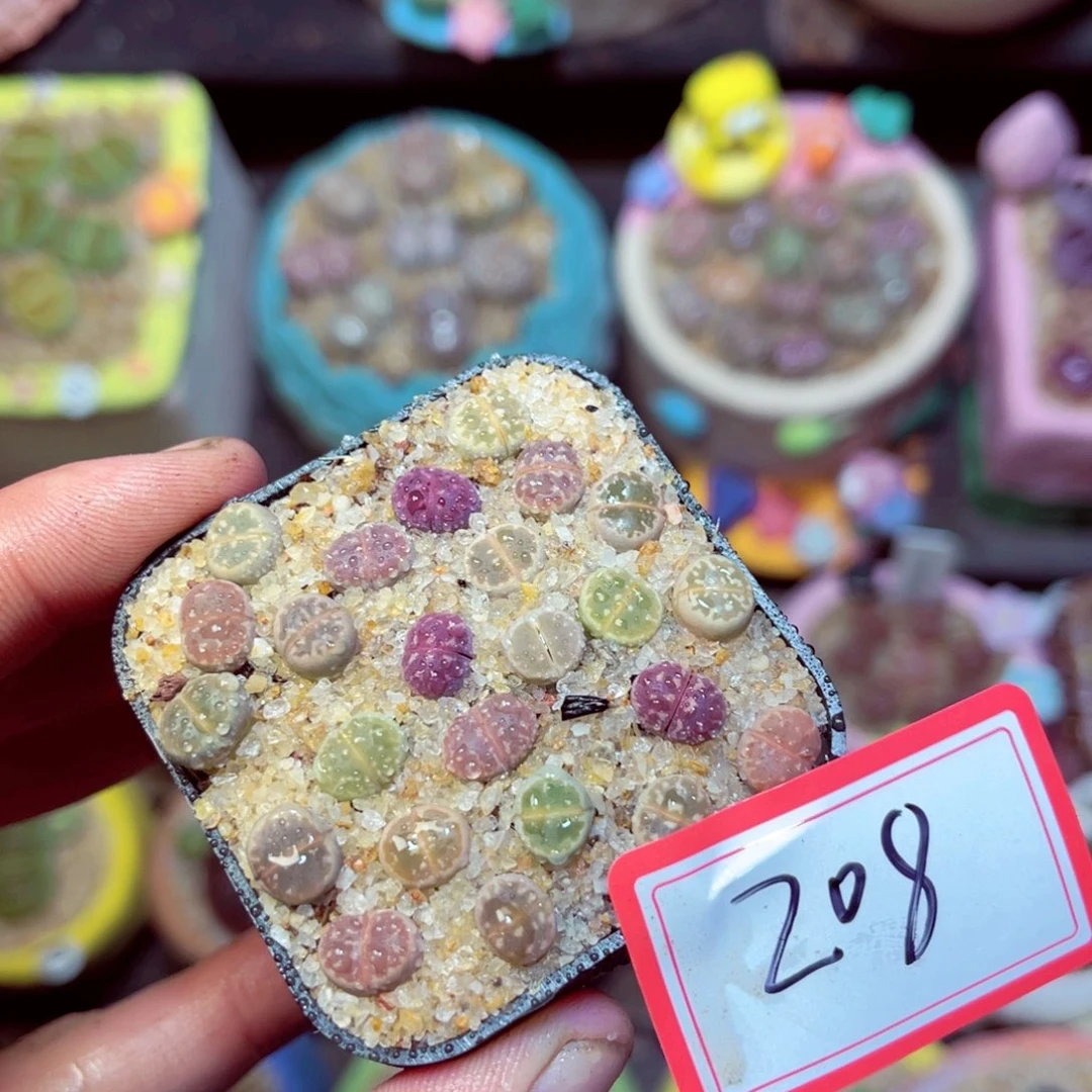 208生石花带盆发1
