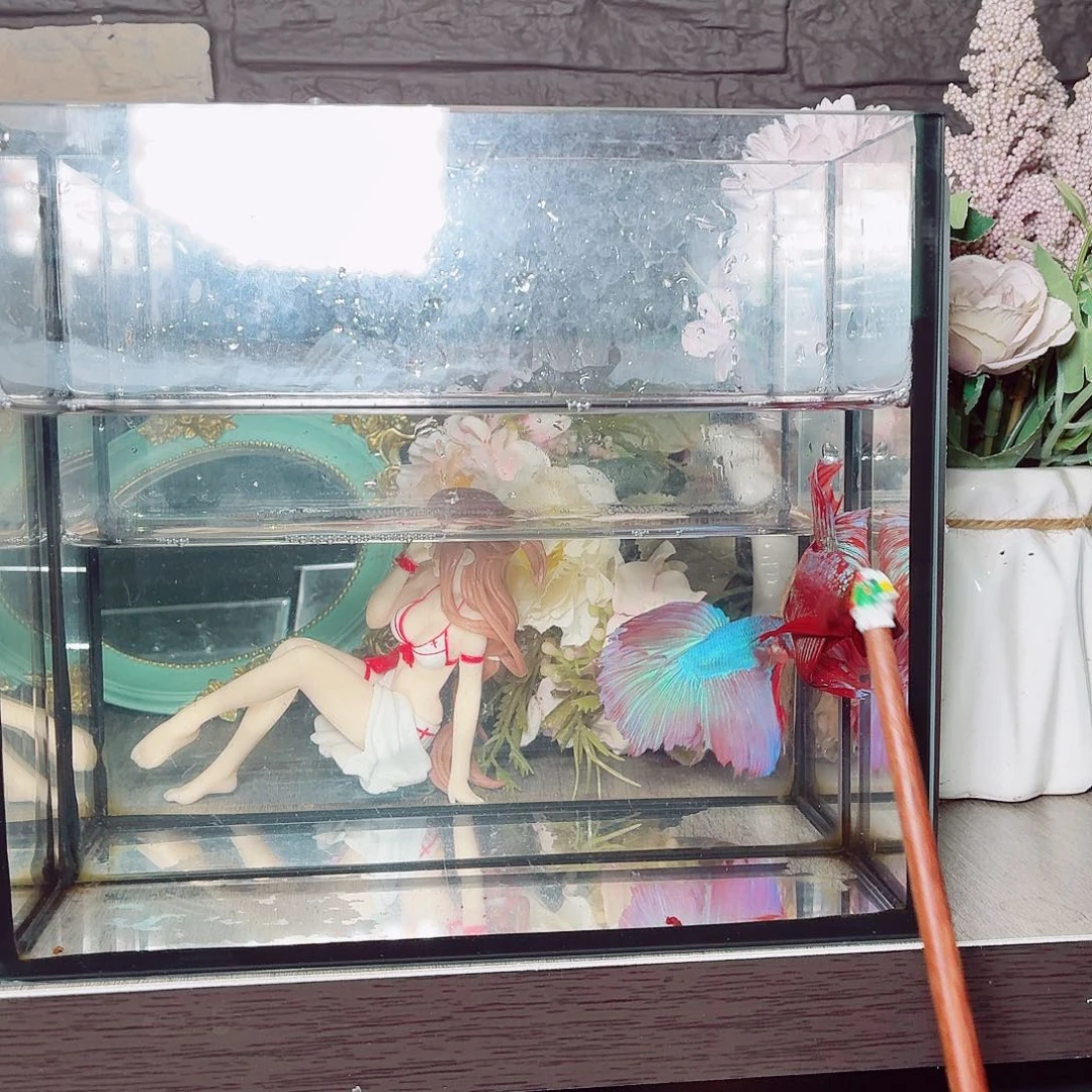 斗鱼彩金半月公鱼