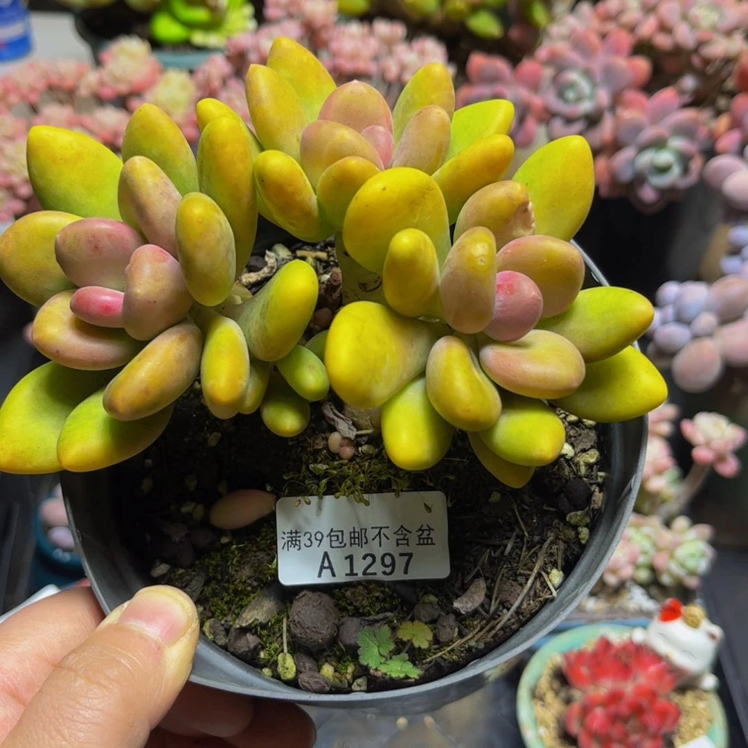 1297芒果奶14厘米多肉