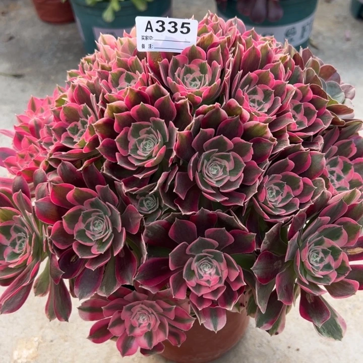 335妖月30厘米左右多肉