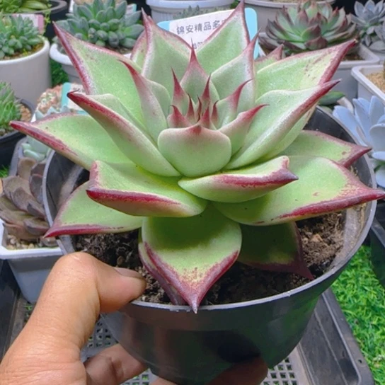 锦安精品多肉植物373