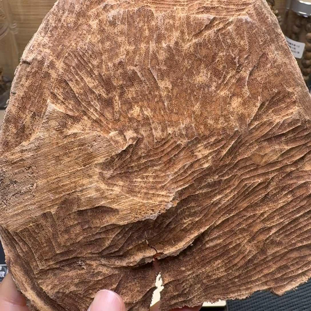 香榧木海南大山老顶44克