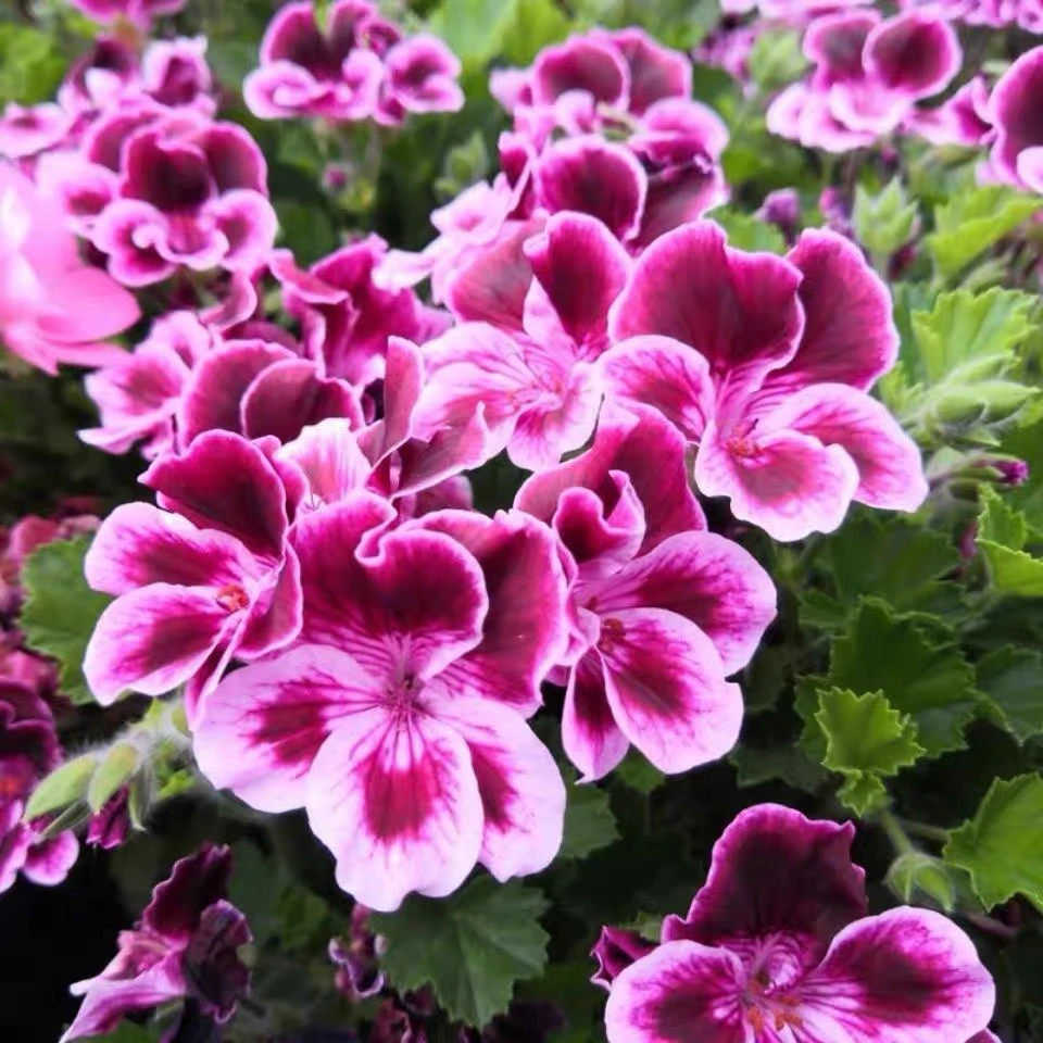 《悦兮专属》老庄蝴蝶梅天竺葵四季开花勤花室内庭院好养花卉带花苞