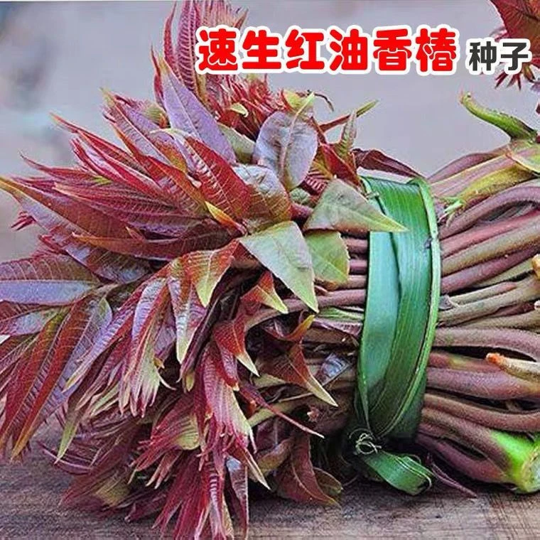 【满五包包邮】红油香椿钟子耐寒抗旱香椿树种子高产四季园艺速生
