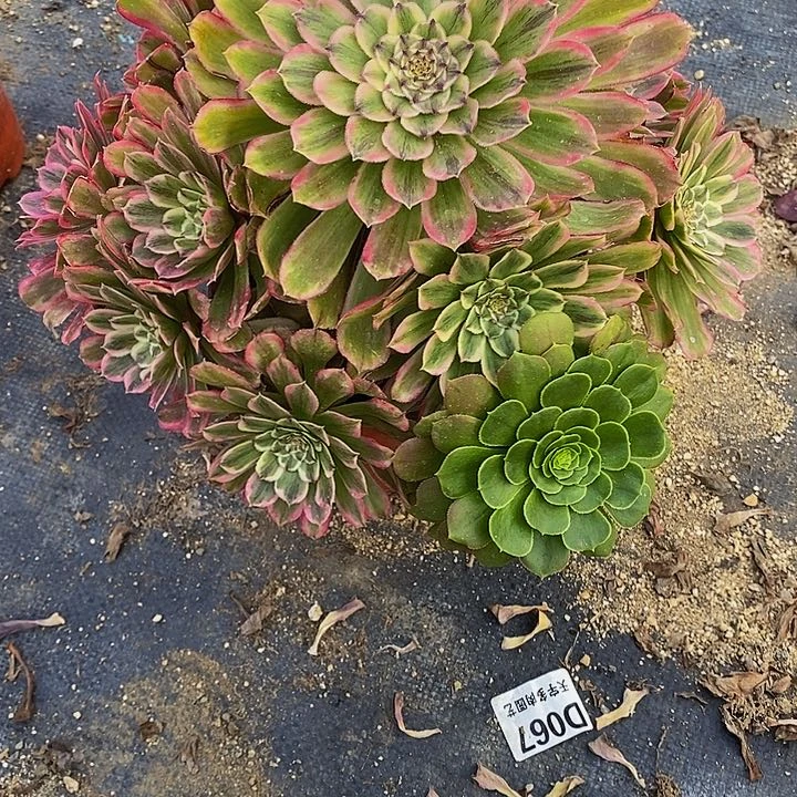 喜**梢多肉糖糖534多肉