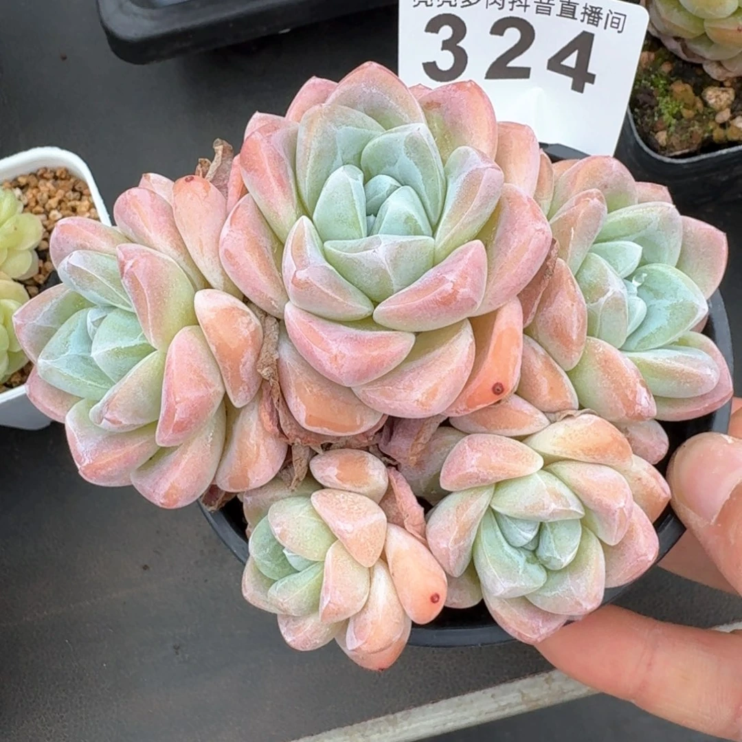 冰玉         多肉植物