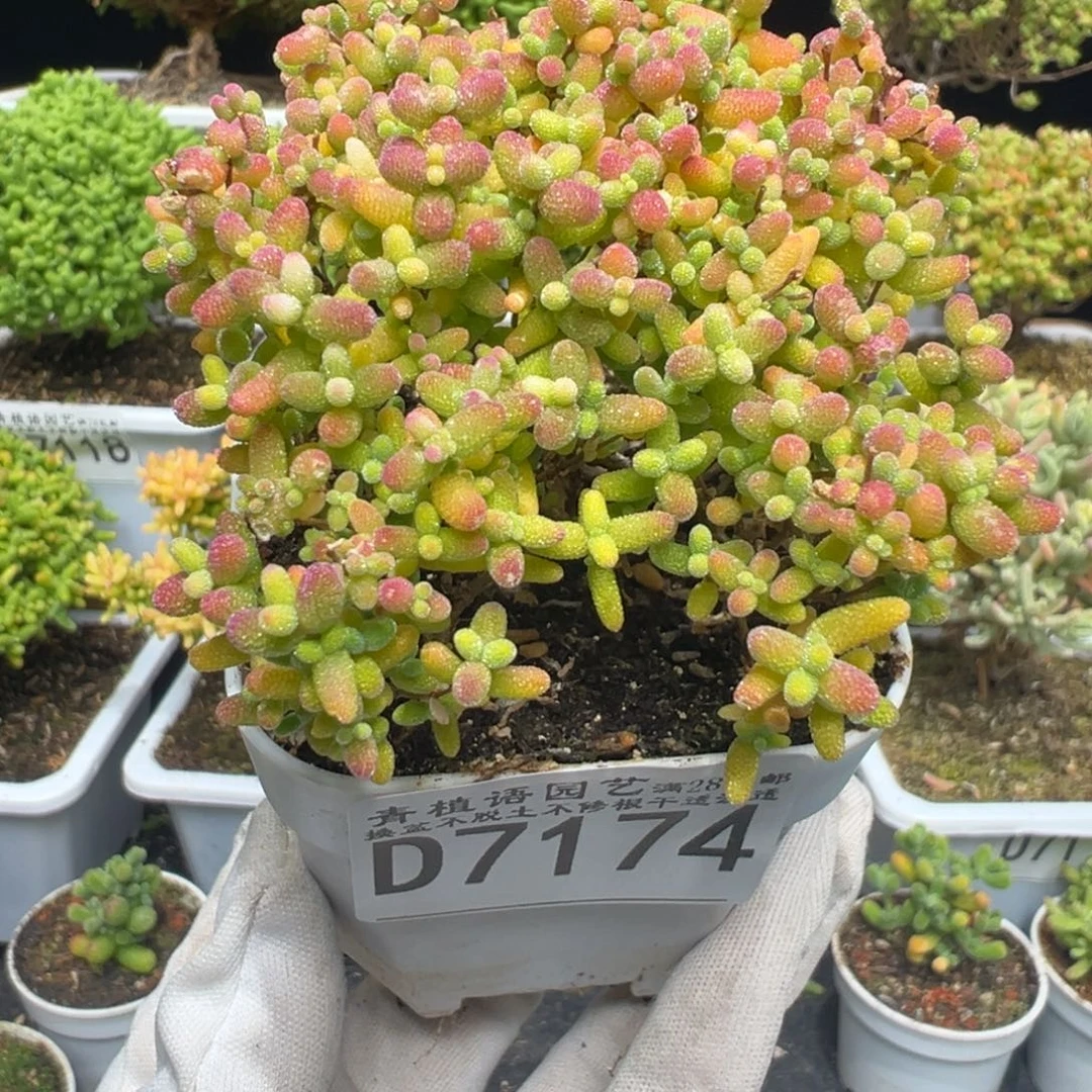 D7174蜜桔糖球枝干