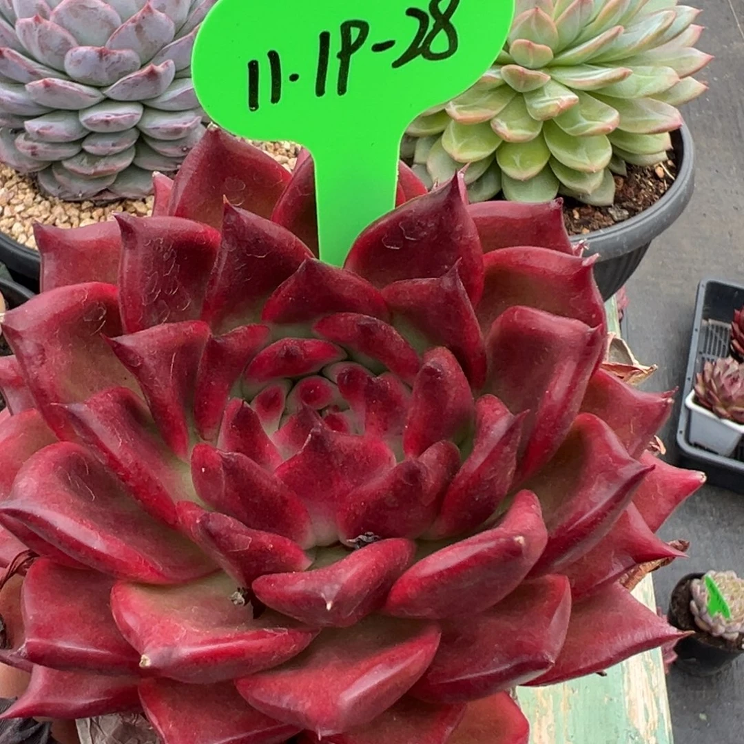 1119-28，11111111