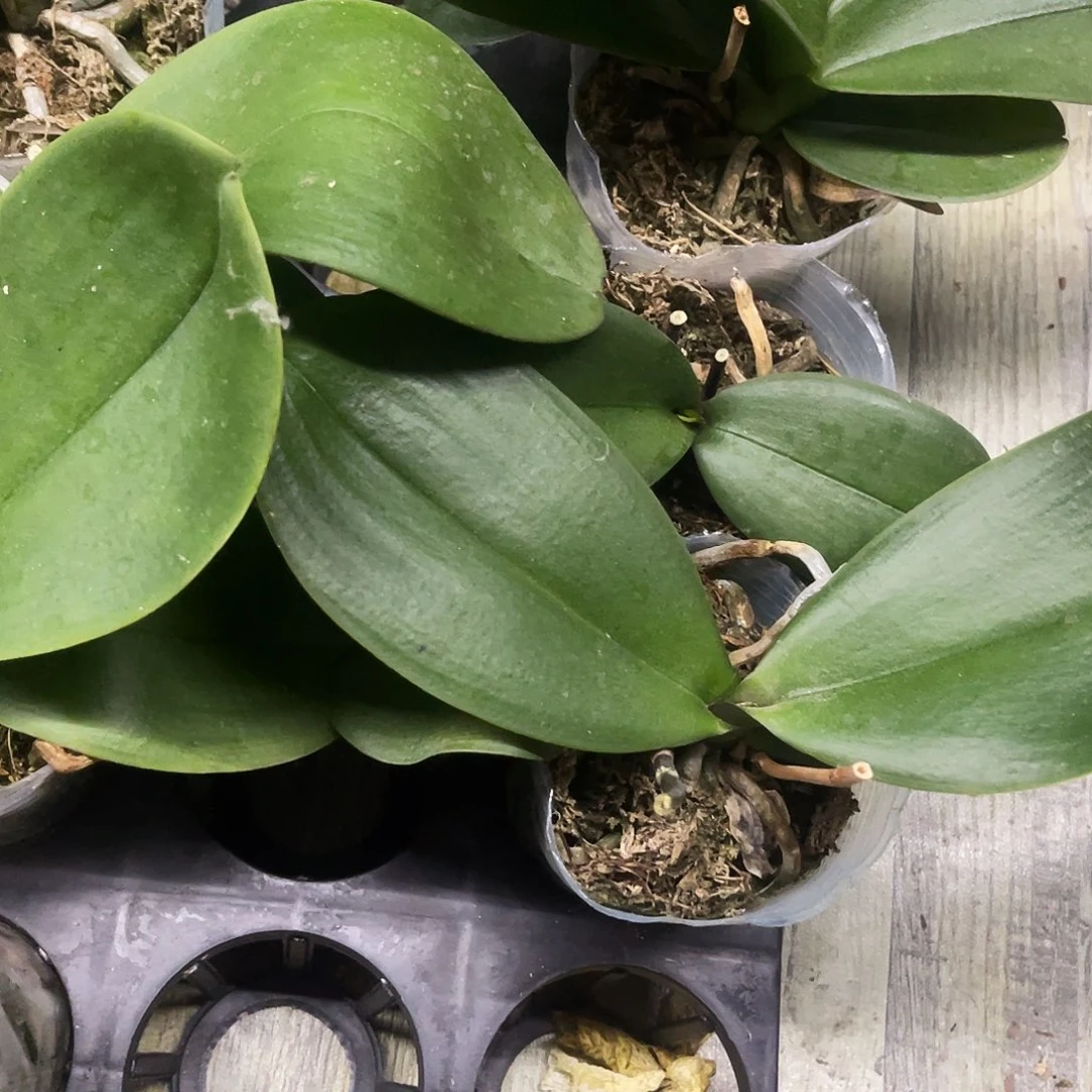 当前无花栽培后可以开花蝴蝶兰弯弯实生控剑苗3.0