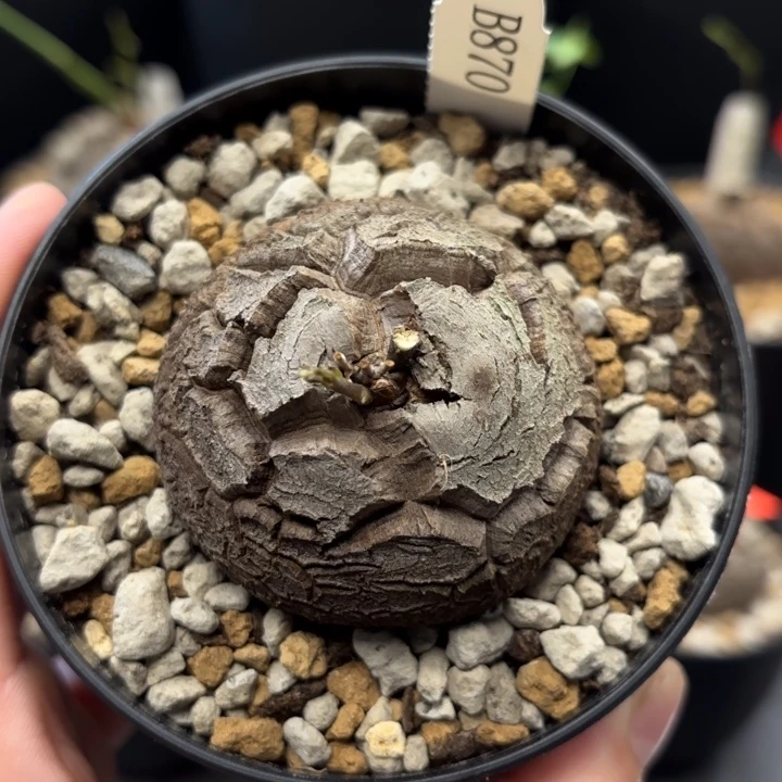 870龟甲龙不退不换