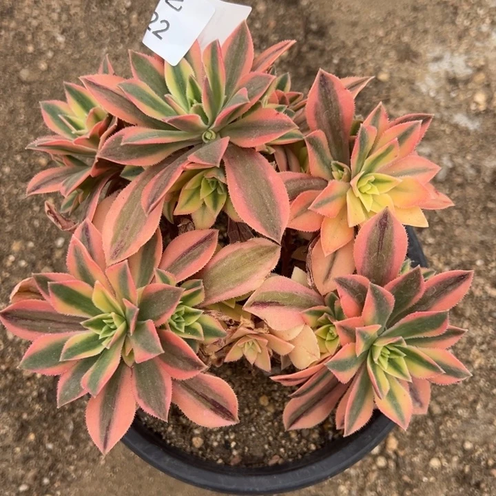 枫叶老桩多肉植物122