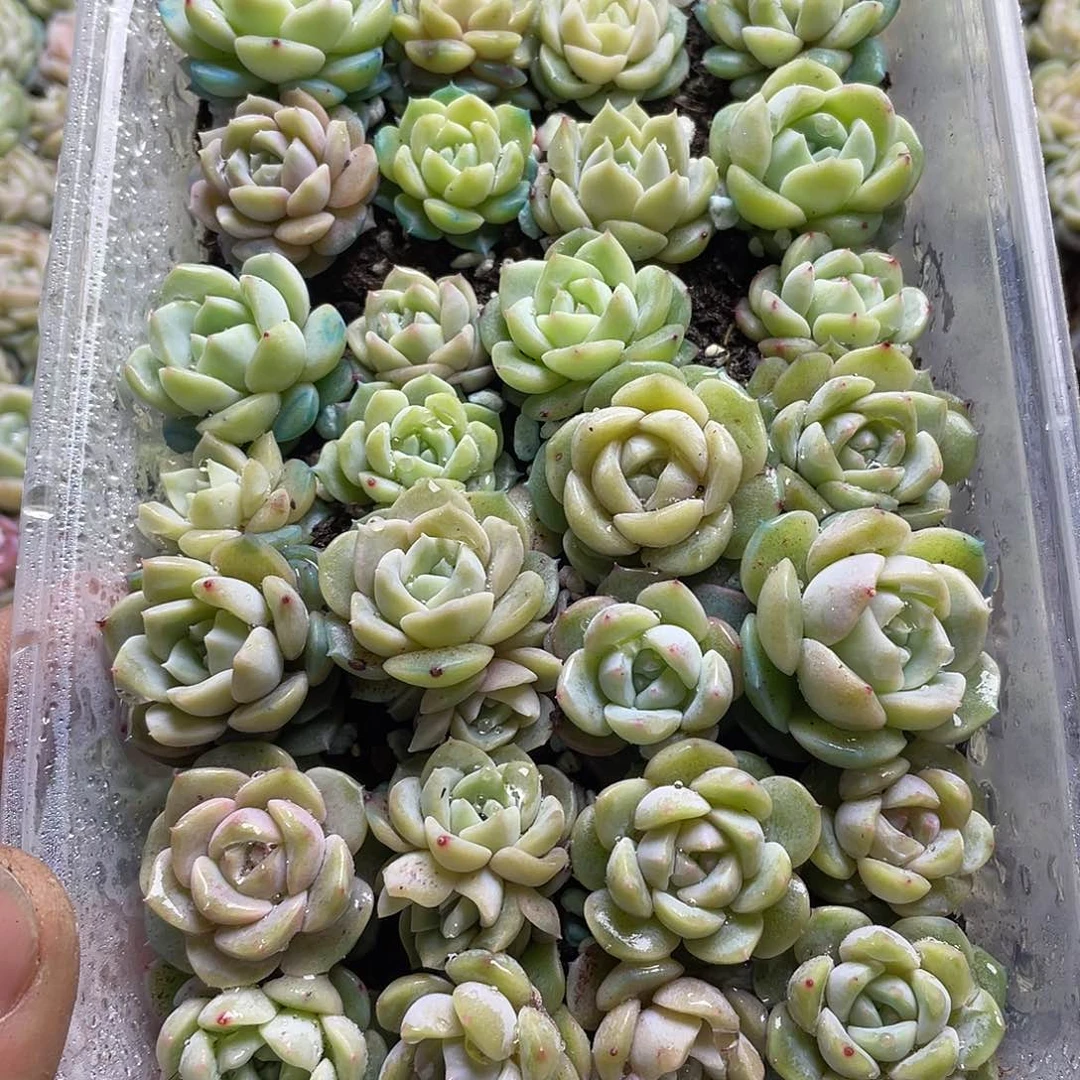 糖心婚一物一拍013