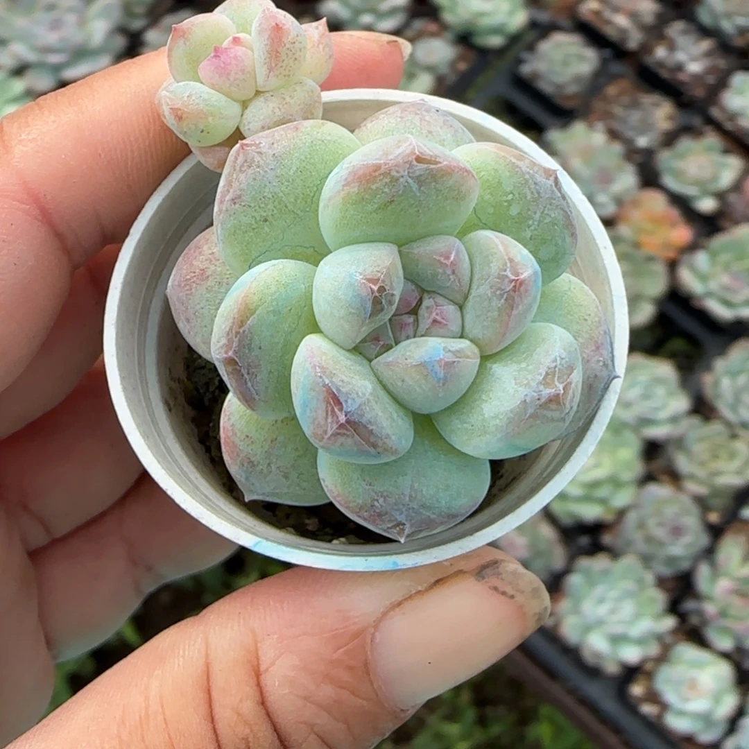 小卡拉米糖心一物一拍