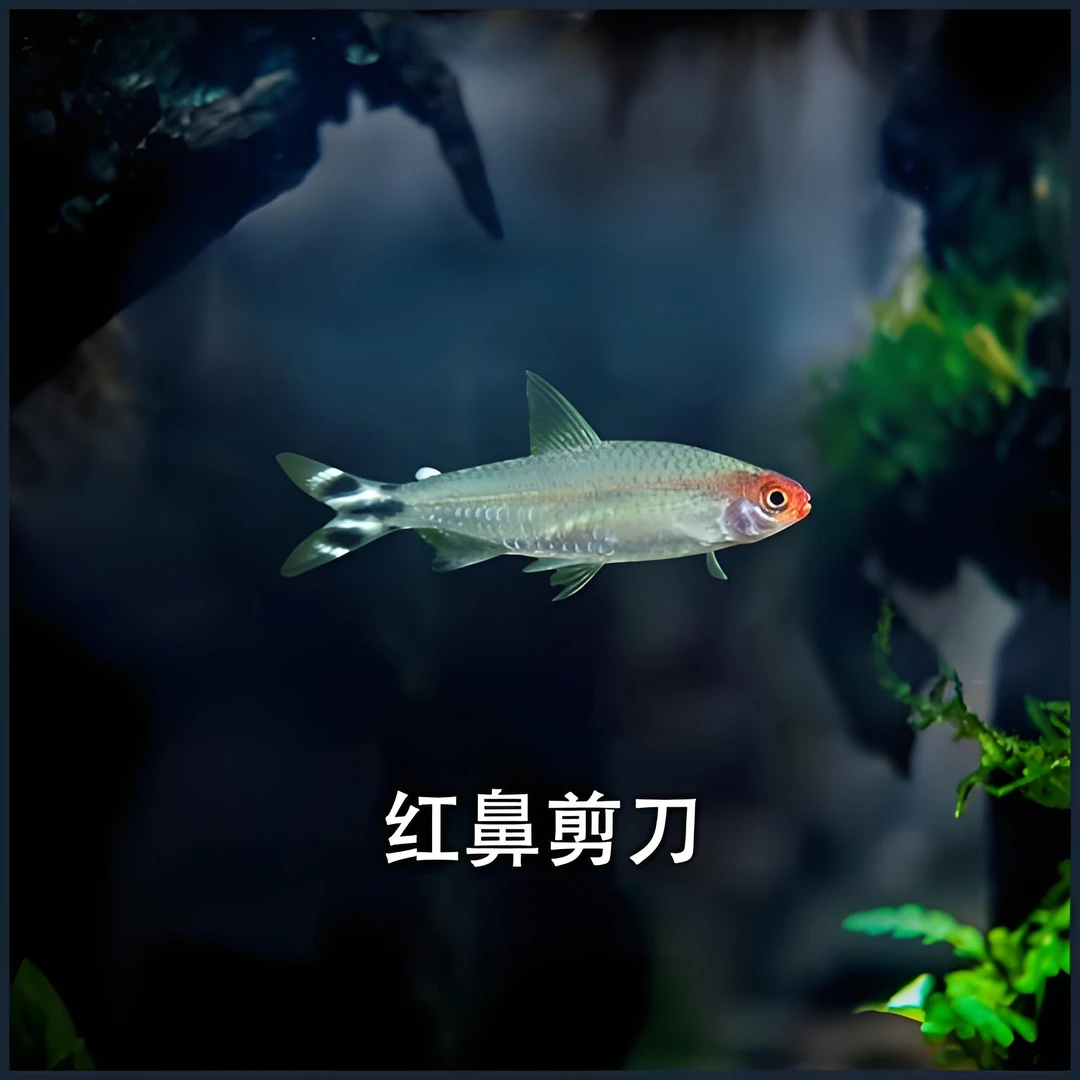 红鼻子鱼剪刀鱼红鼻子草缸群游鱼淡水鱼活体宠物热带鱼小型观赏鱼