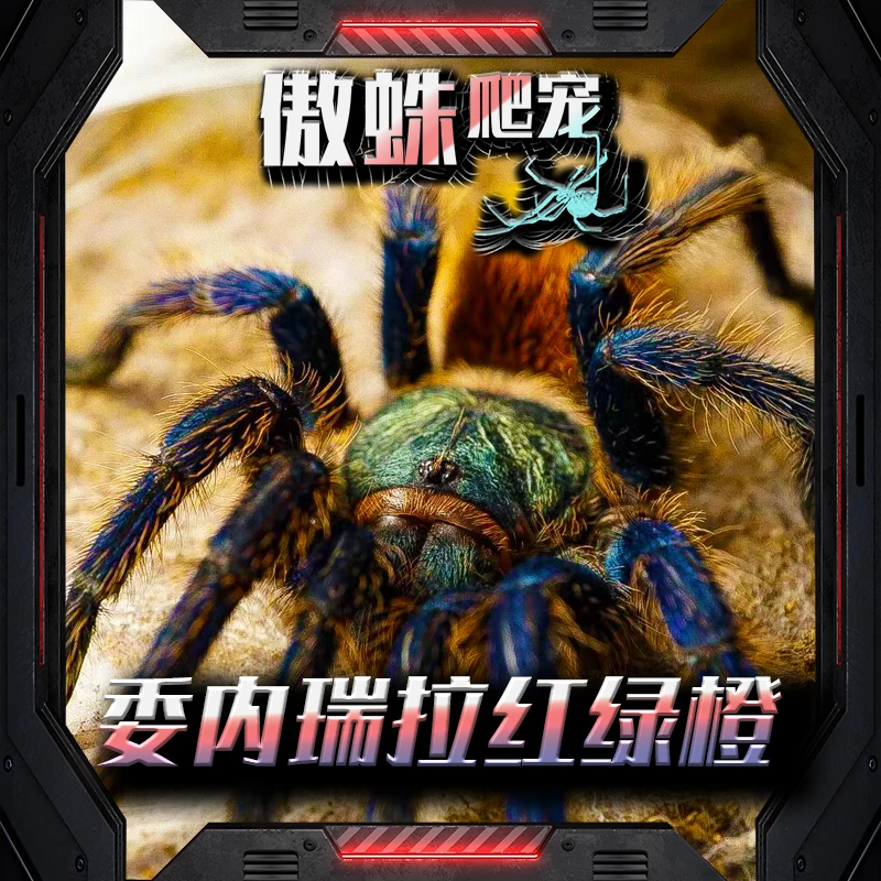 委内瑞拉红绿橙新手入门简单好养捕食迅速颜色鲜艳五颜六色12cm母