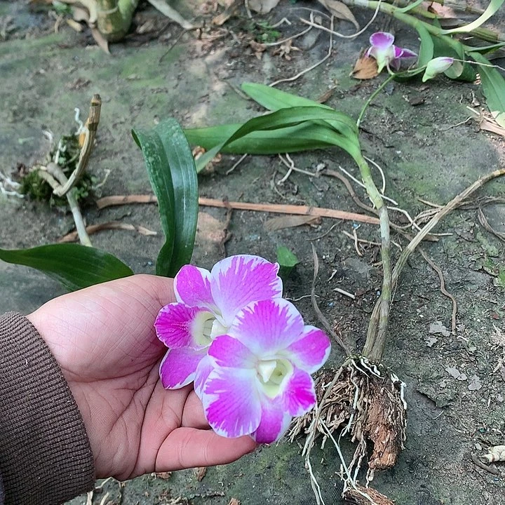 完全开放国王泼2个前路杆