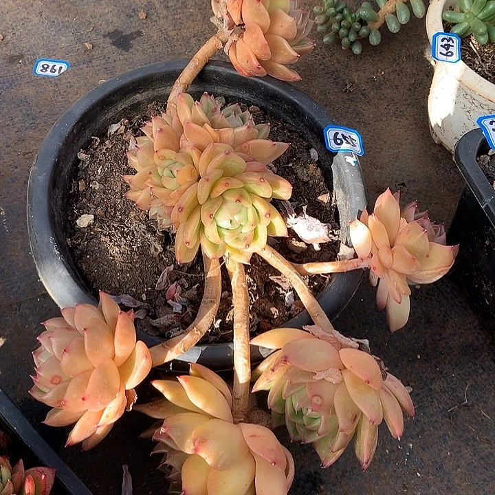 655白玫瑰一物一拍多肉