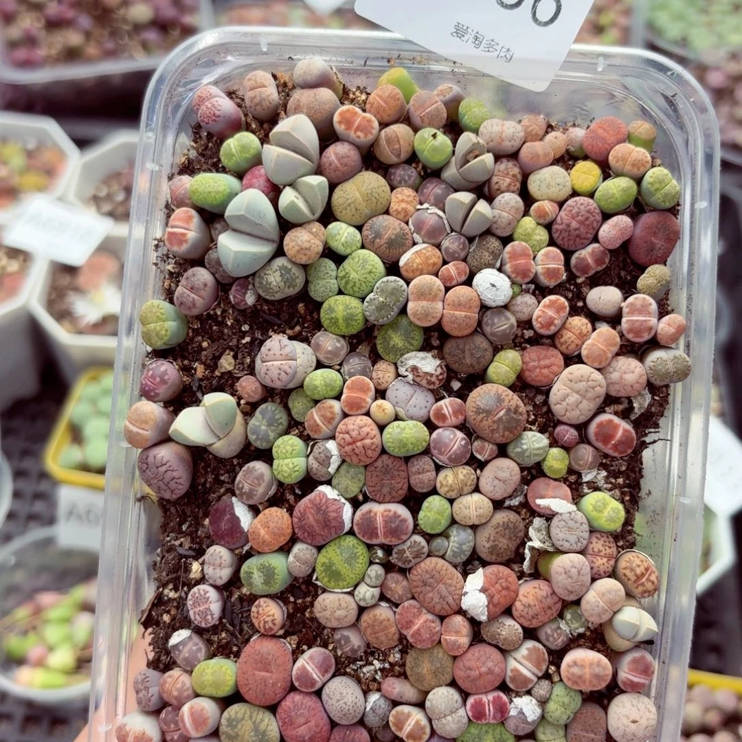 6936—生石花 生石花