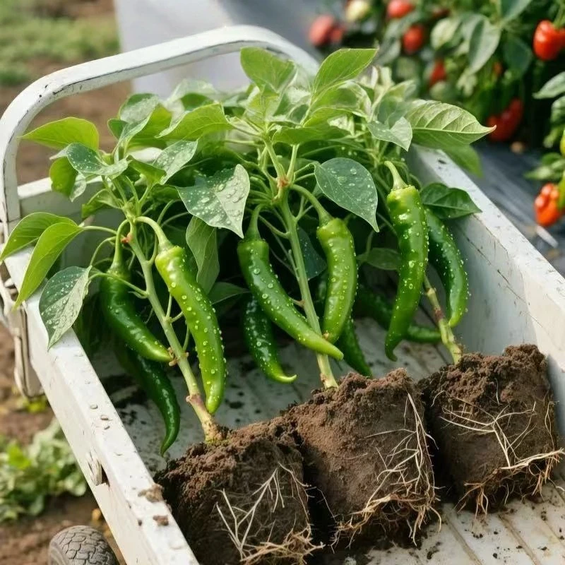 正宗樟树港椒苗薄皮青椒阳台薄皮椒辣椒苗盆栽绿植四季花卉室内外