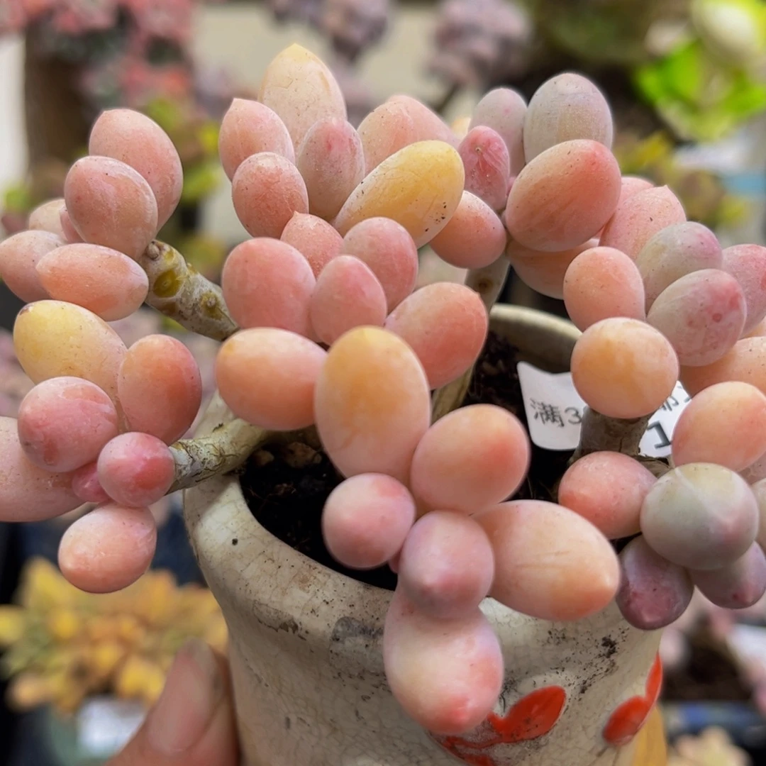 499/10cm香水手指多肉植物