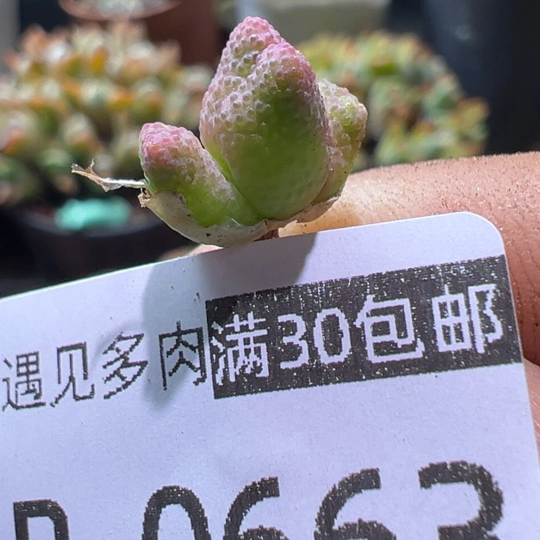 多肉植物11111111111111