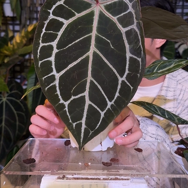 完全开放L139  叶损红水晶