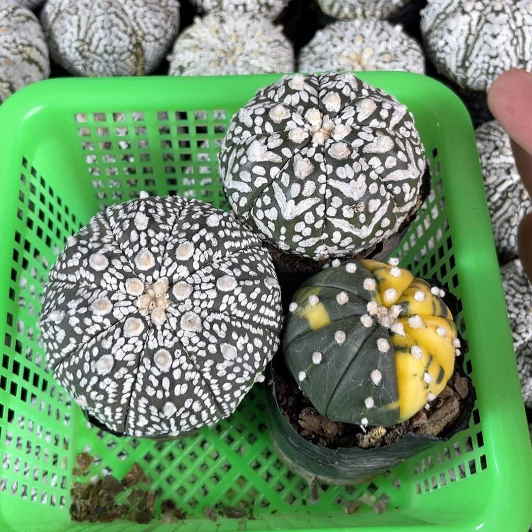 4.3cm实生v兜1颗兜锦1颗超兜1颗