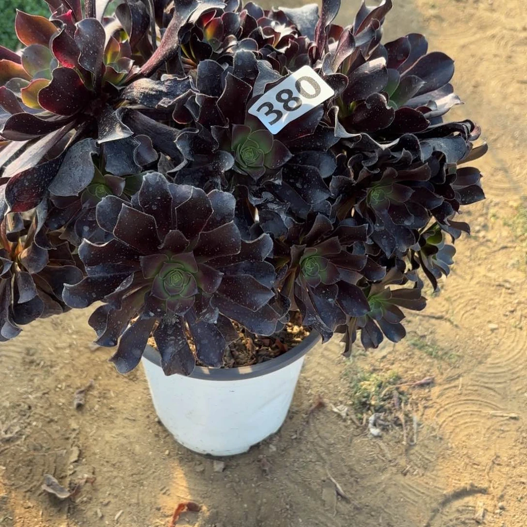 380欧紫多肉不包损