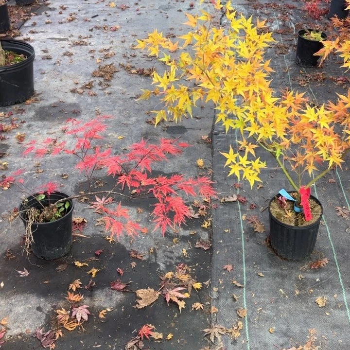 无花朵红鹤和红羽毛