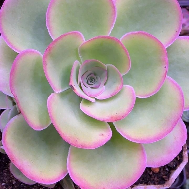 胧月捧花8厘米124242768683